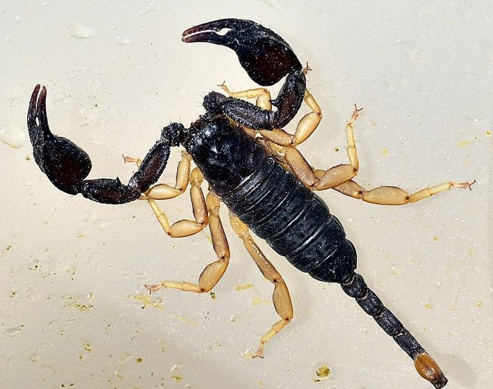 Vrouw vindt giftige schorpioen in huis, vangt hem zelf: 'Heel stoer'