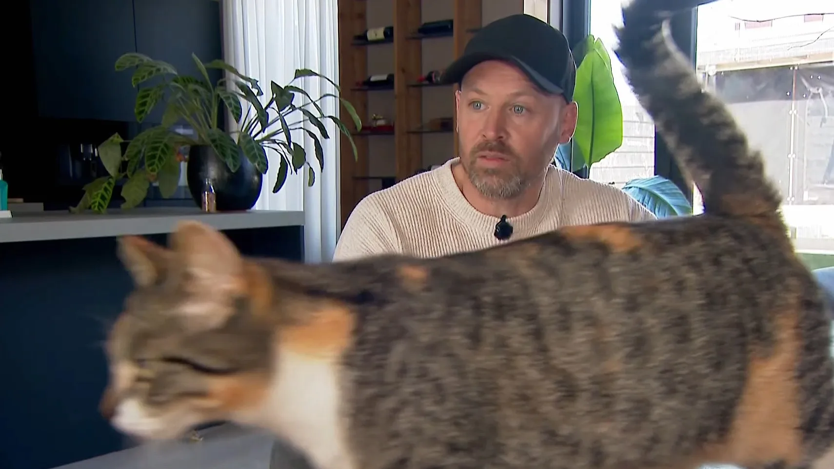 Buurt Sneek start eigen onderzoek naar 80 verdwenen en dode katten