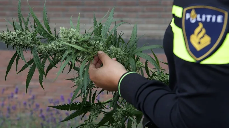 Politie vindt vuurwapen en handgranaten tijdens ontmanteling hennepkwekerij