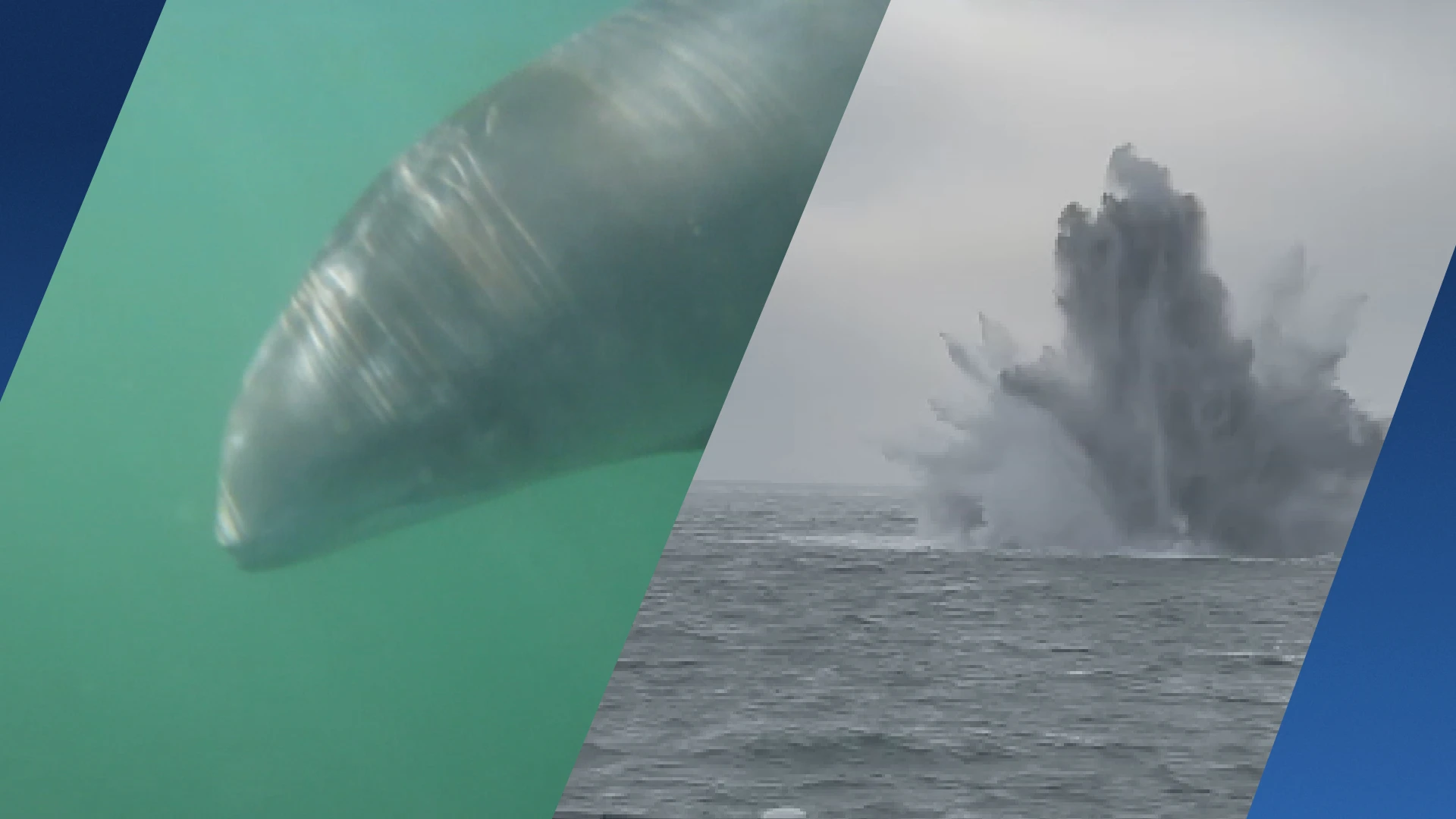 Bommen WO-II op Noordzee een bedreiging voor onze bruinvis?