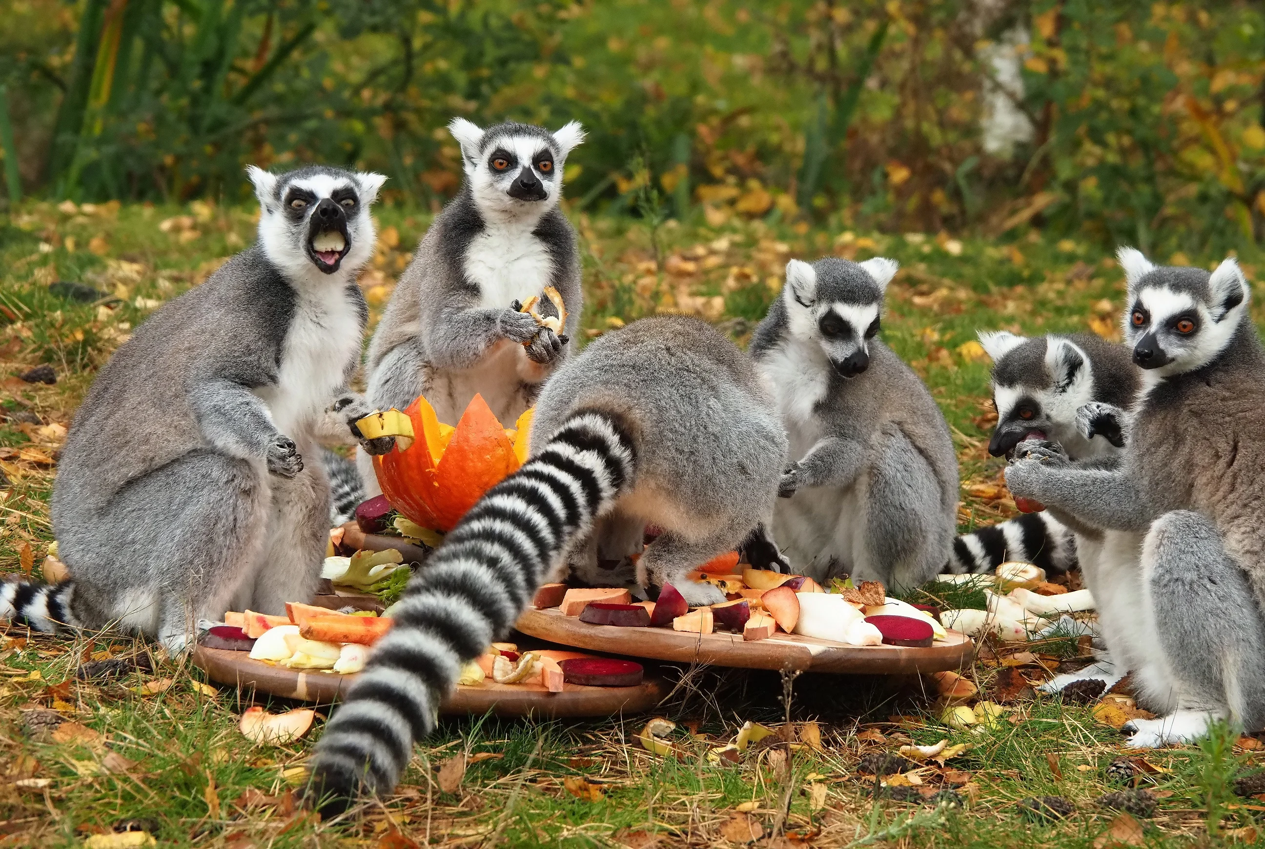 VIDEO: Oudste ringstaartmaki van het land en zijn vriendjes getrakteerd op taart