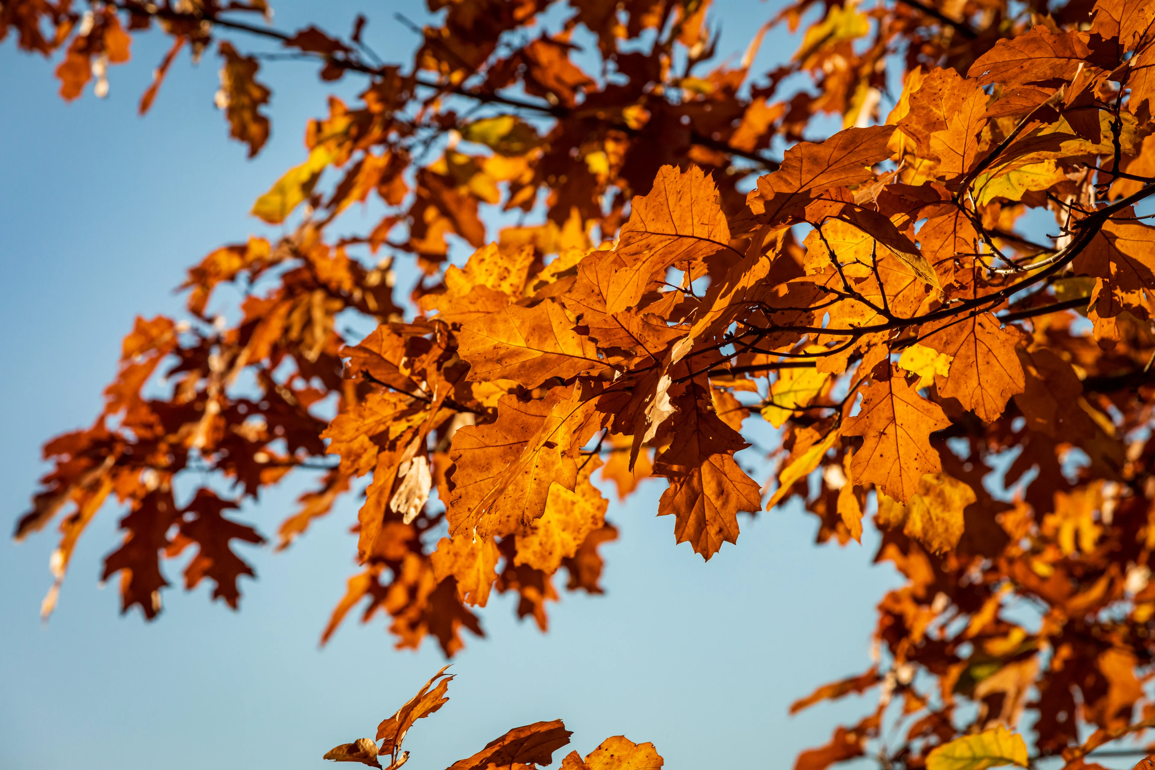 Nog één keer fraai nazomerweer op komst (nu echt)