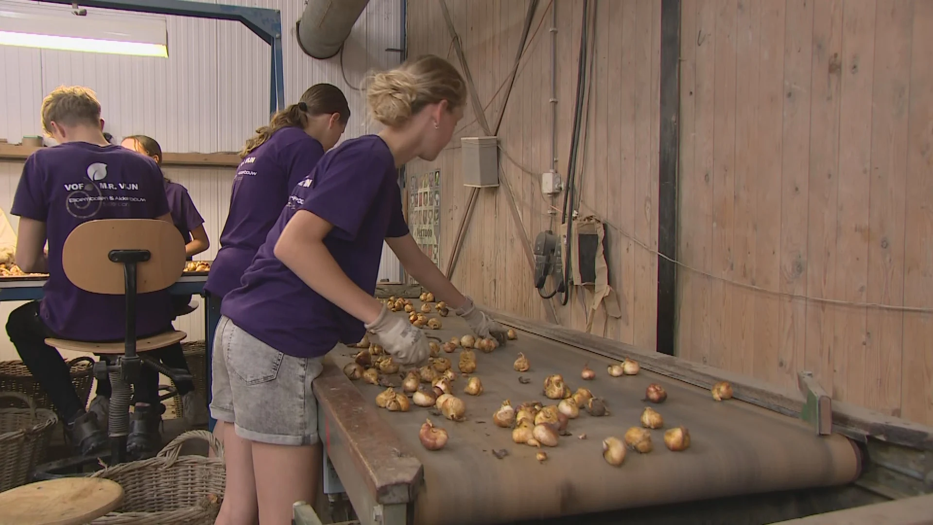Tulpenboeren vrezen het ergste: 'Bosje tulpen wordt 50 procent duurder'