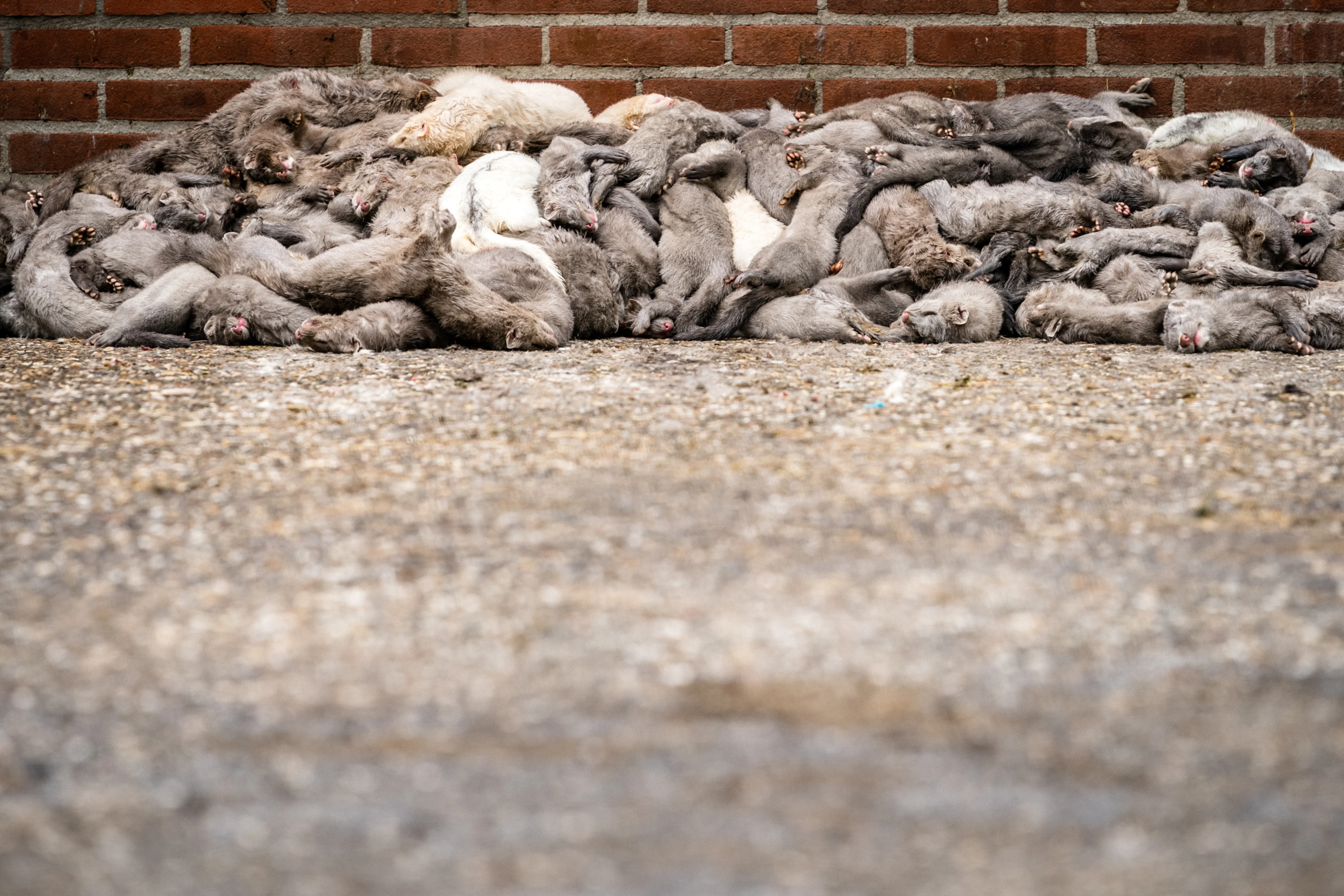 Opnieuw corona op nertsenfokkerij, deze keer in Ledeacker