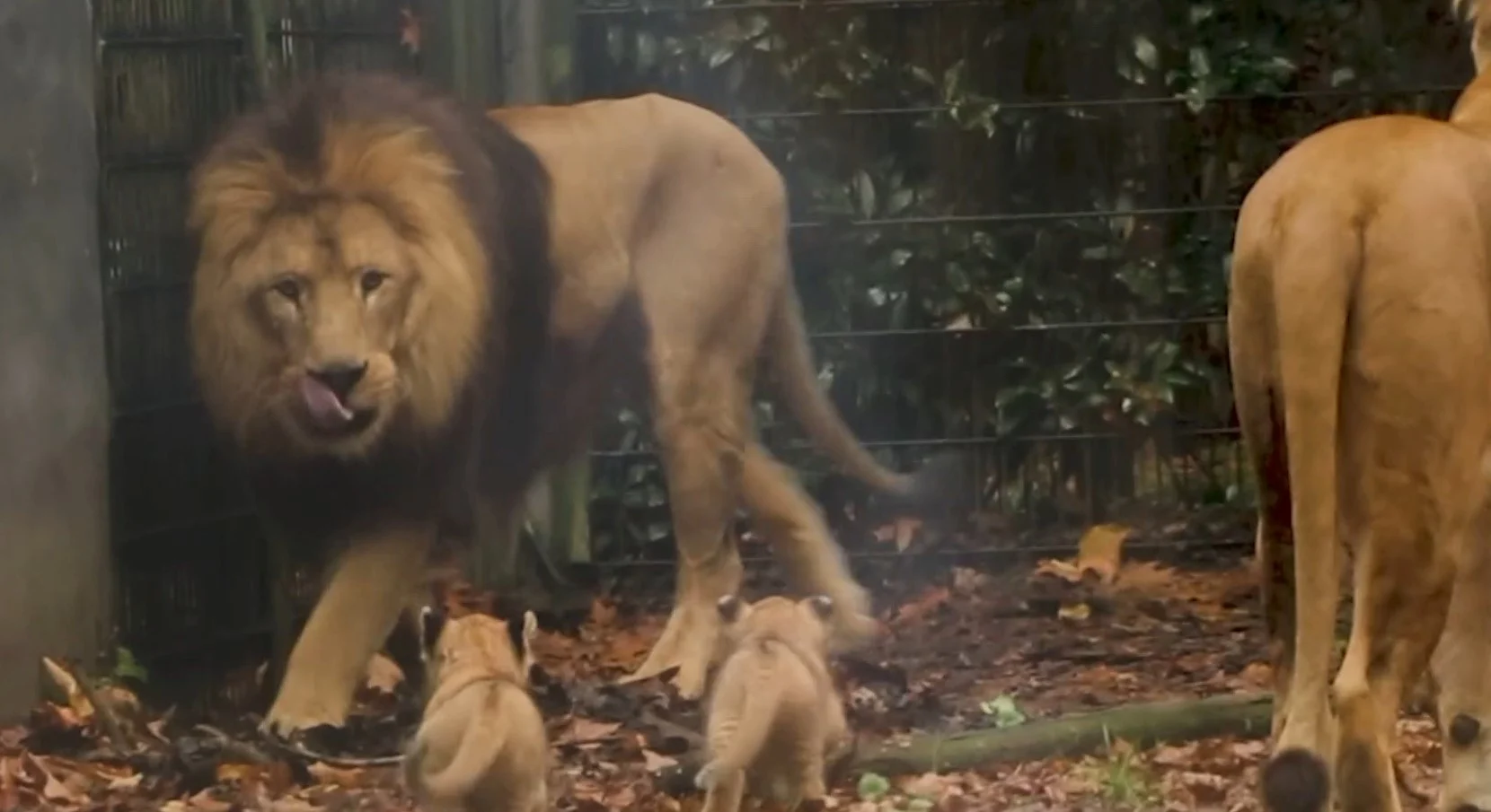 Pasgeboren welpjes Dierenpark Amersfoort komen voor eerste keer buiten