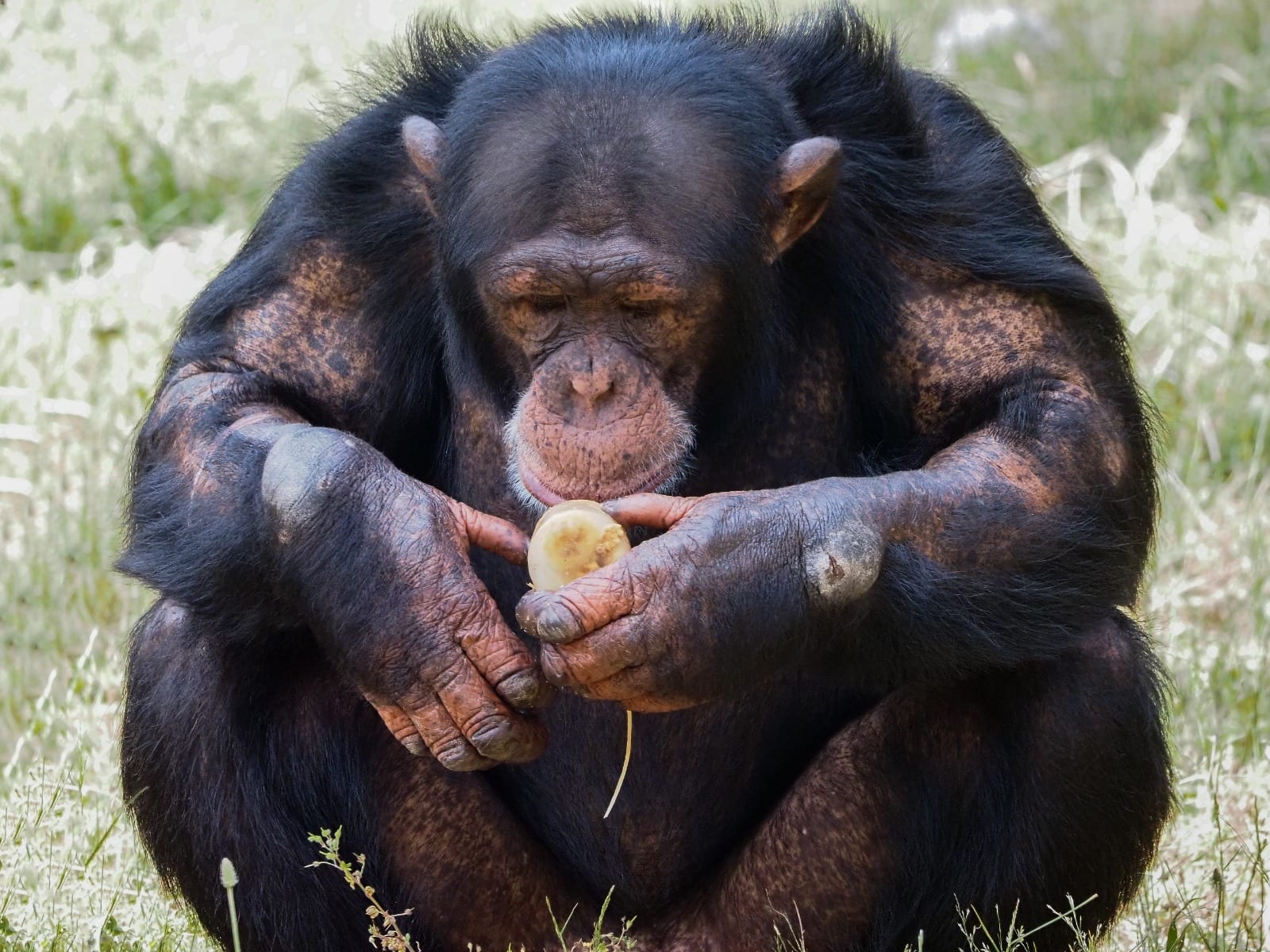 ZIEN: Ook de dieren in Safaripark Beekse Bergen zoeken verkoeling