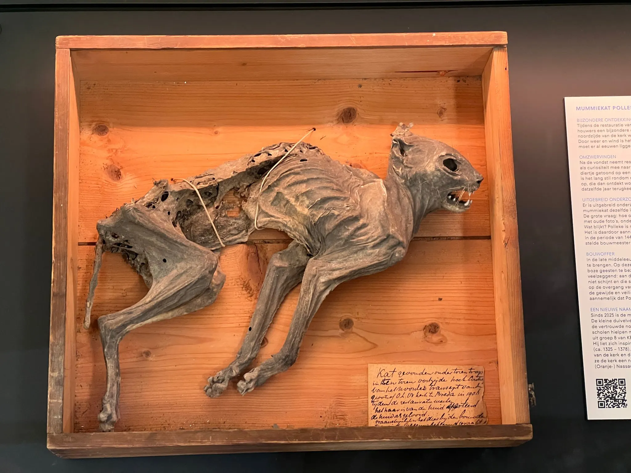 Kat zat ingemetseld in kerkmuur Breda: eeuwen later is dier onthuld