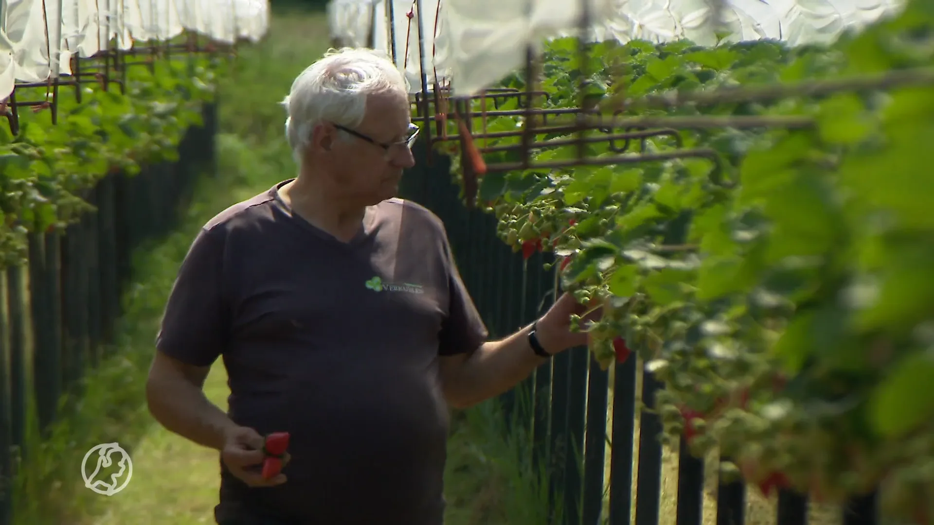 Aardbeienboer Jo wacht niet en komt zelf met oplossing voor droogteprobleem