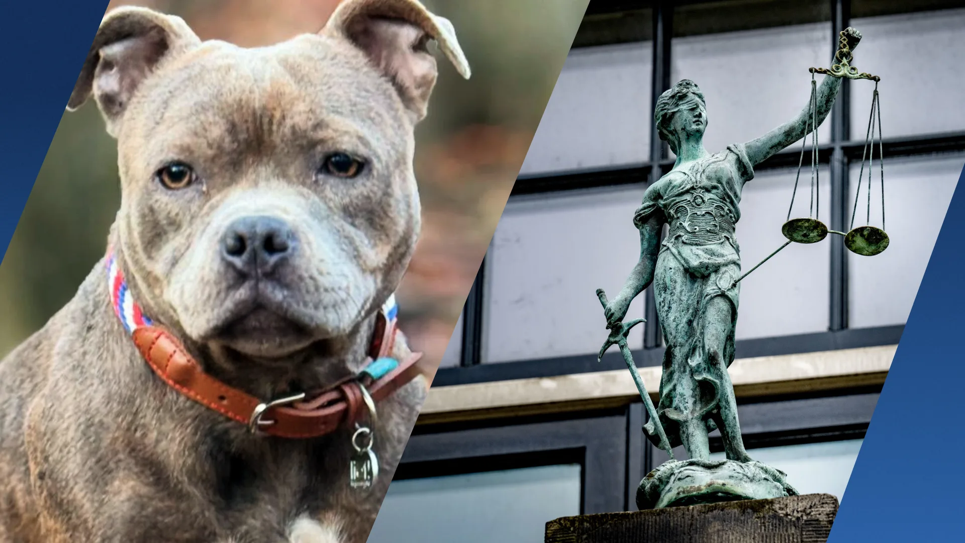 Man klaagt hondenschool aan na val over hondenplasje, krijgt 5400 euro