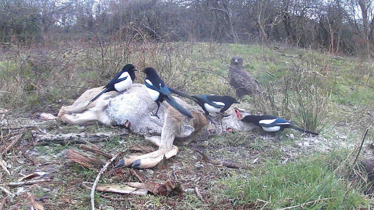 Wandelaars opgepast: dode dieren in Zeeuws natuurgebied