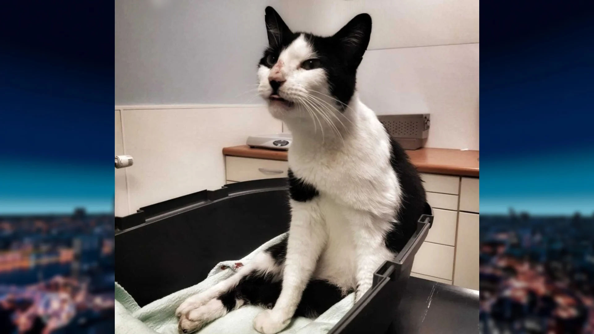 Kat neergeschoten in Rozenburg en sterft aan verwondingen