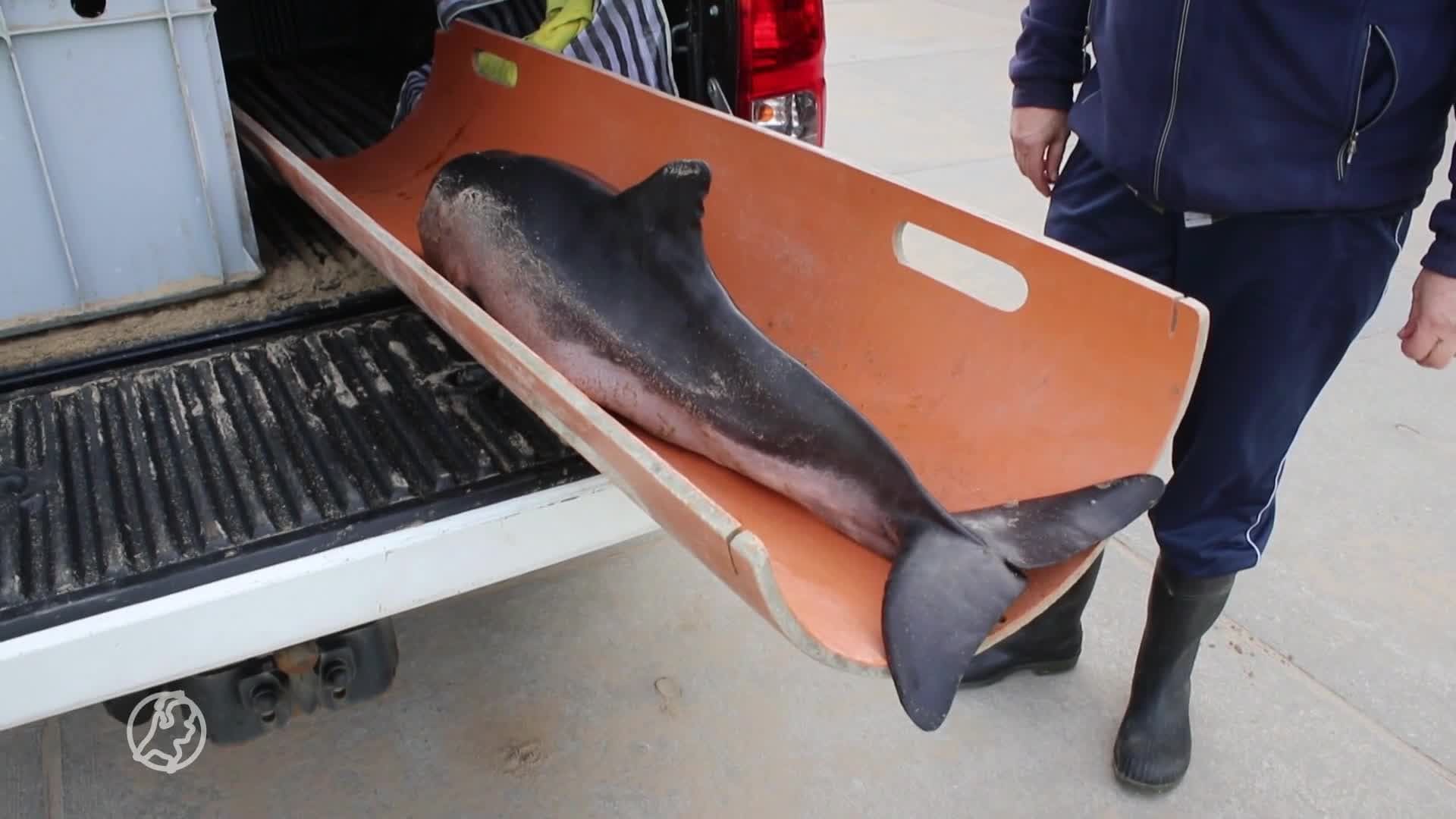 Opnieuw bruinvis aangespoeld bij Noordwijk: 'Op het strand overleden'