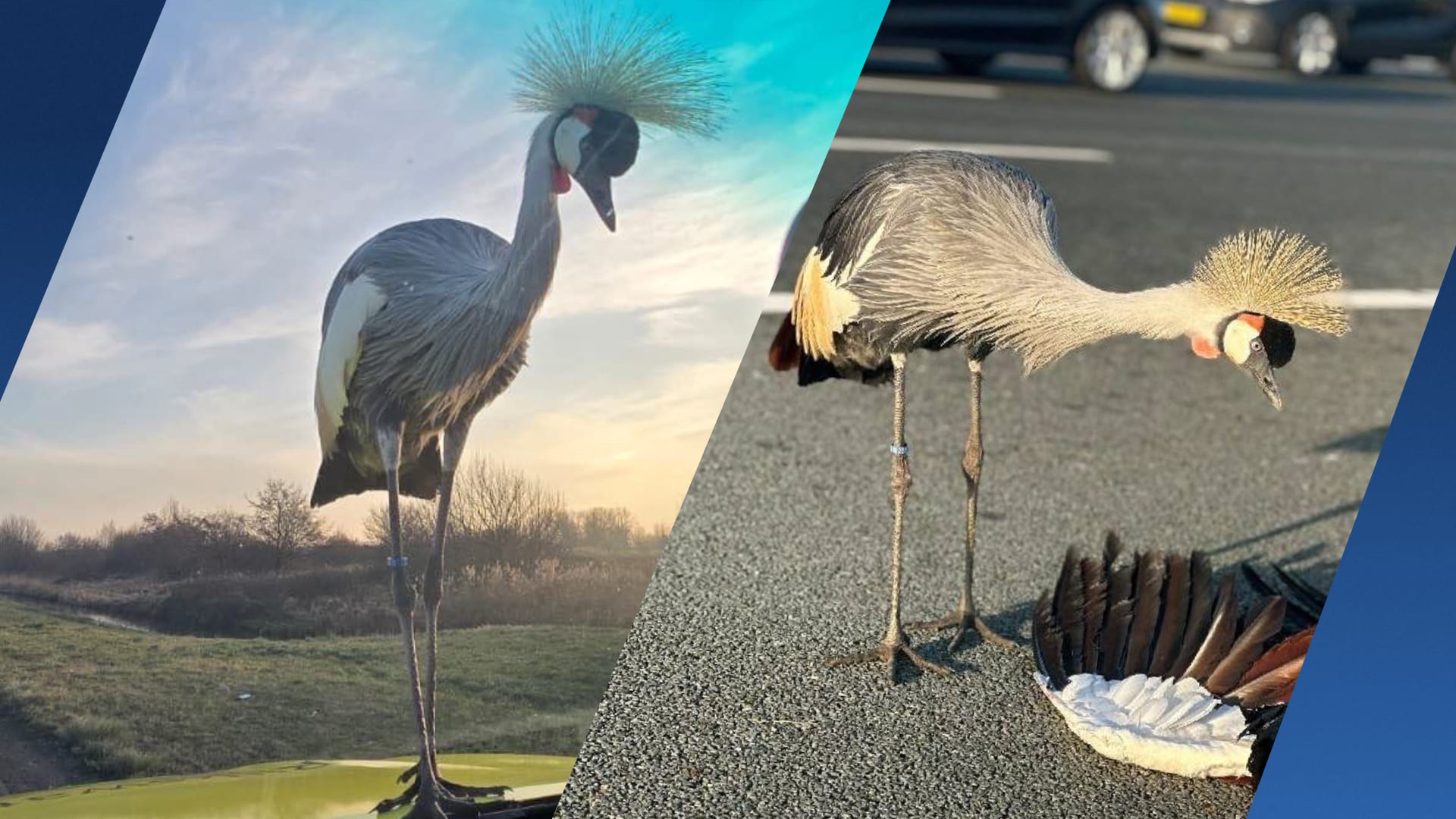 Uren na ongeluk: kraanvogel blijft terugkeren naar A2, zit op motorkap weginspecteur