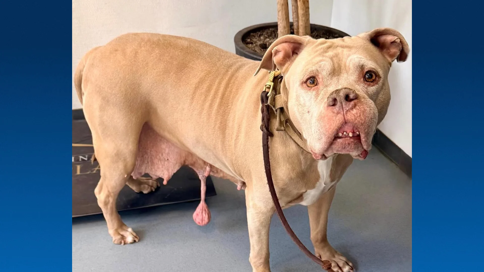 Hond met opgezwollen bek en zichtbare tumoren wekenlang aan lot overgelaten