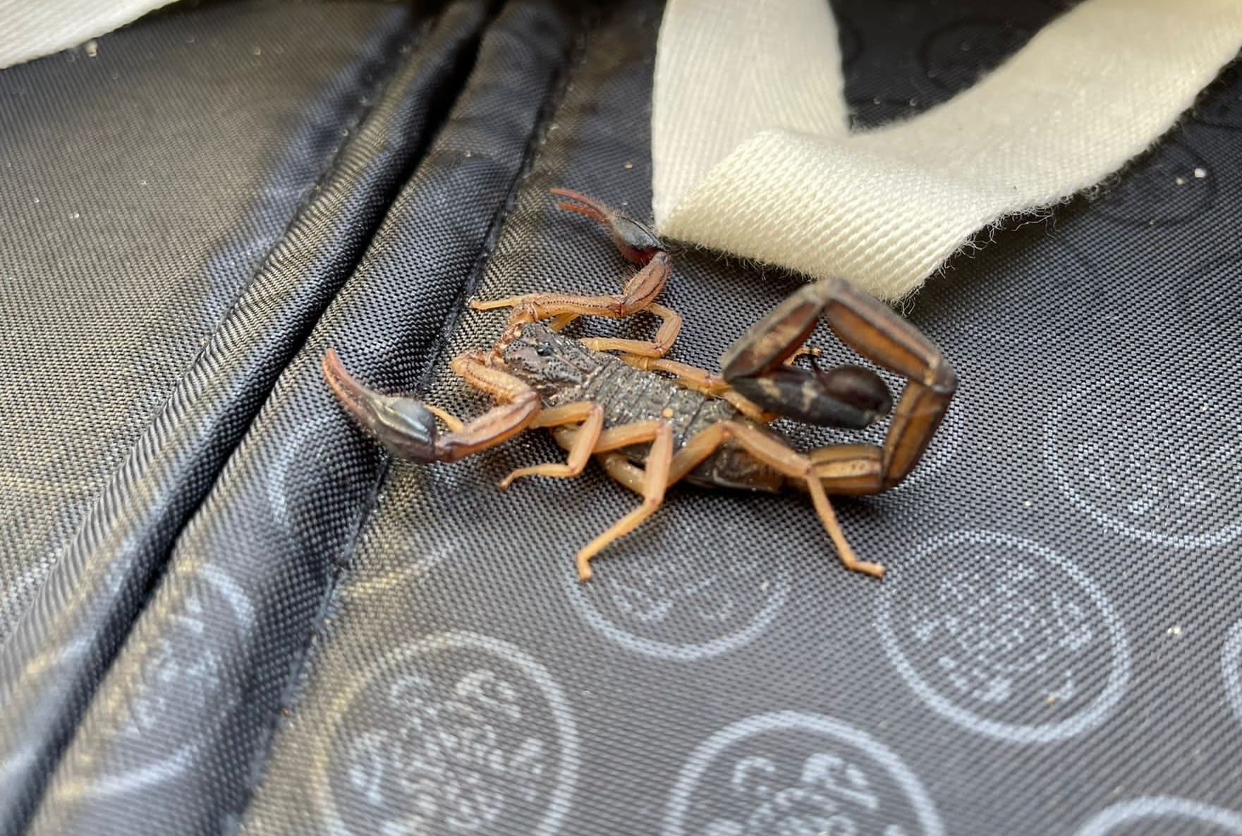 Michelle ontdekt schorpioen in handbagage na tropische vakantie: 'Ik schrok me kapot'