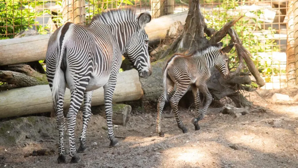 Zeldzaam zebraveulen geboren in DierenPark Amersfoort