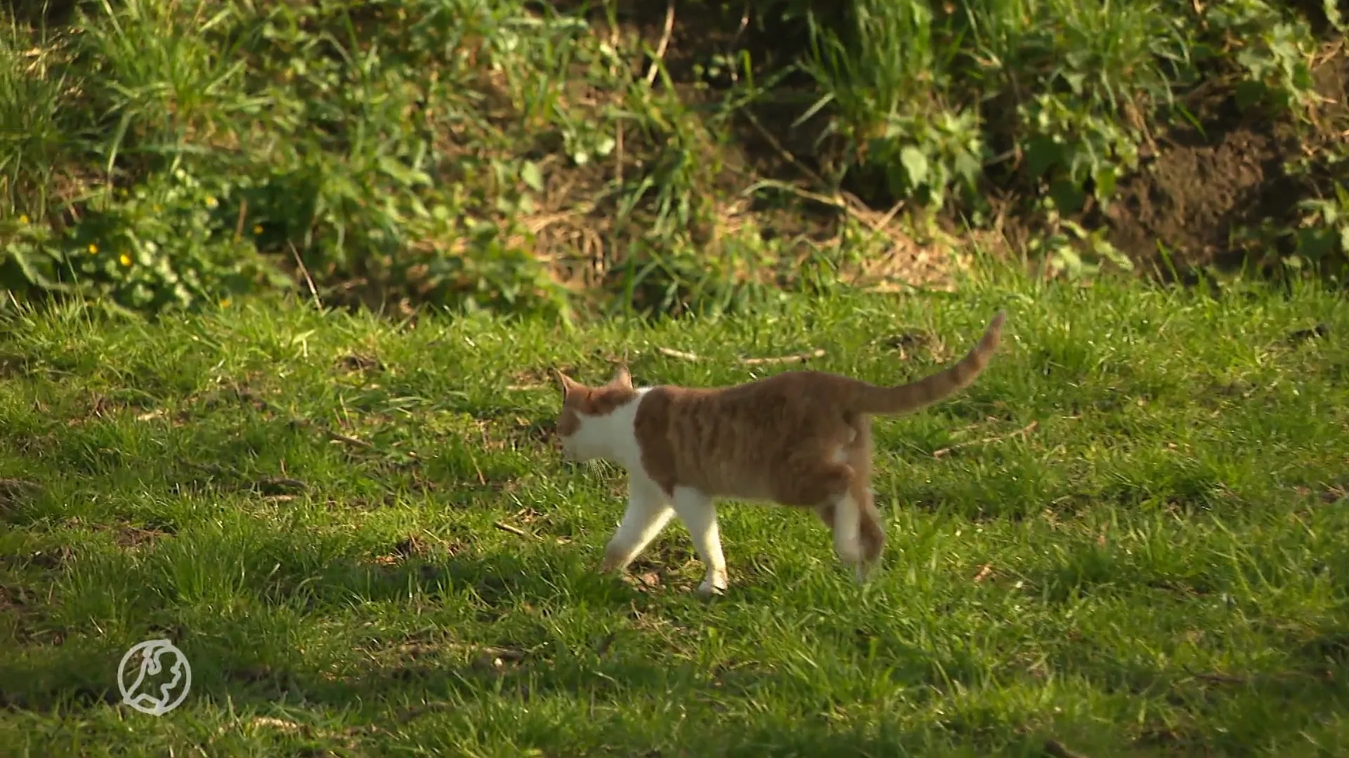 Dierenclubs eisen dat Friesland stopt met afschieten zwerfkatten: 'Zo onnodig'