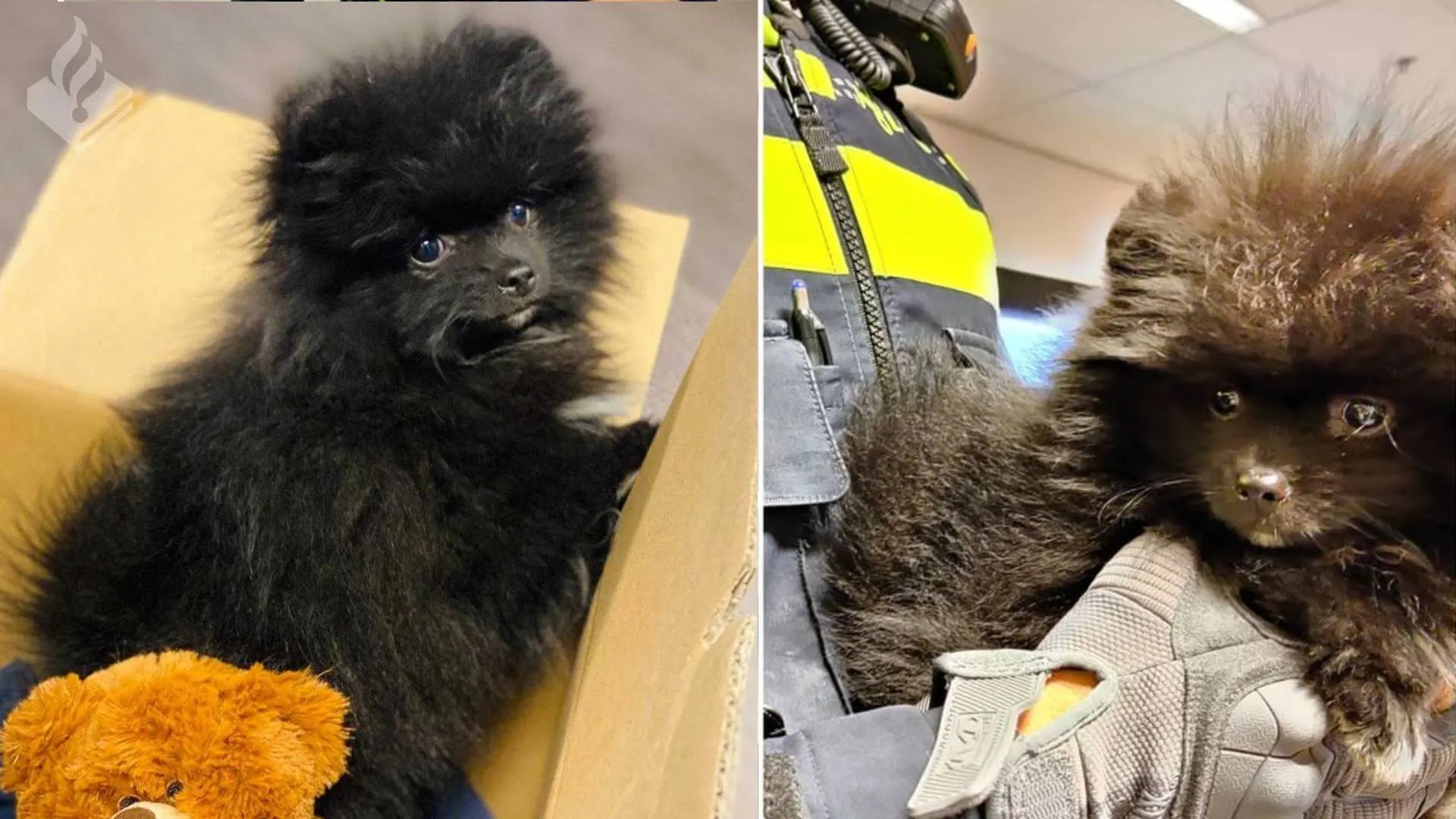 Politie redt hond nadat hij werd achtergelaten in een auto