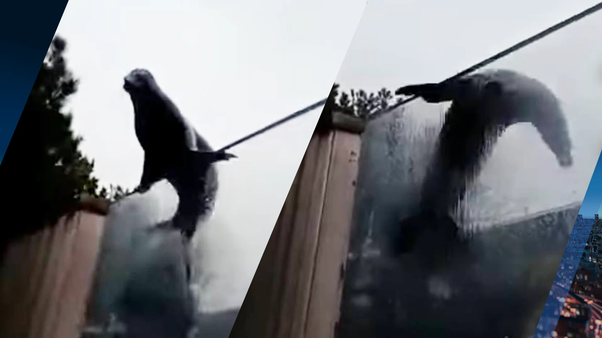 Puberende zeeleeuw neemt snoekduik uit verblijf Blijdorp, toeschouwers gillen het uit