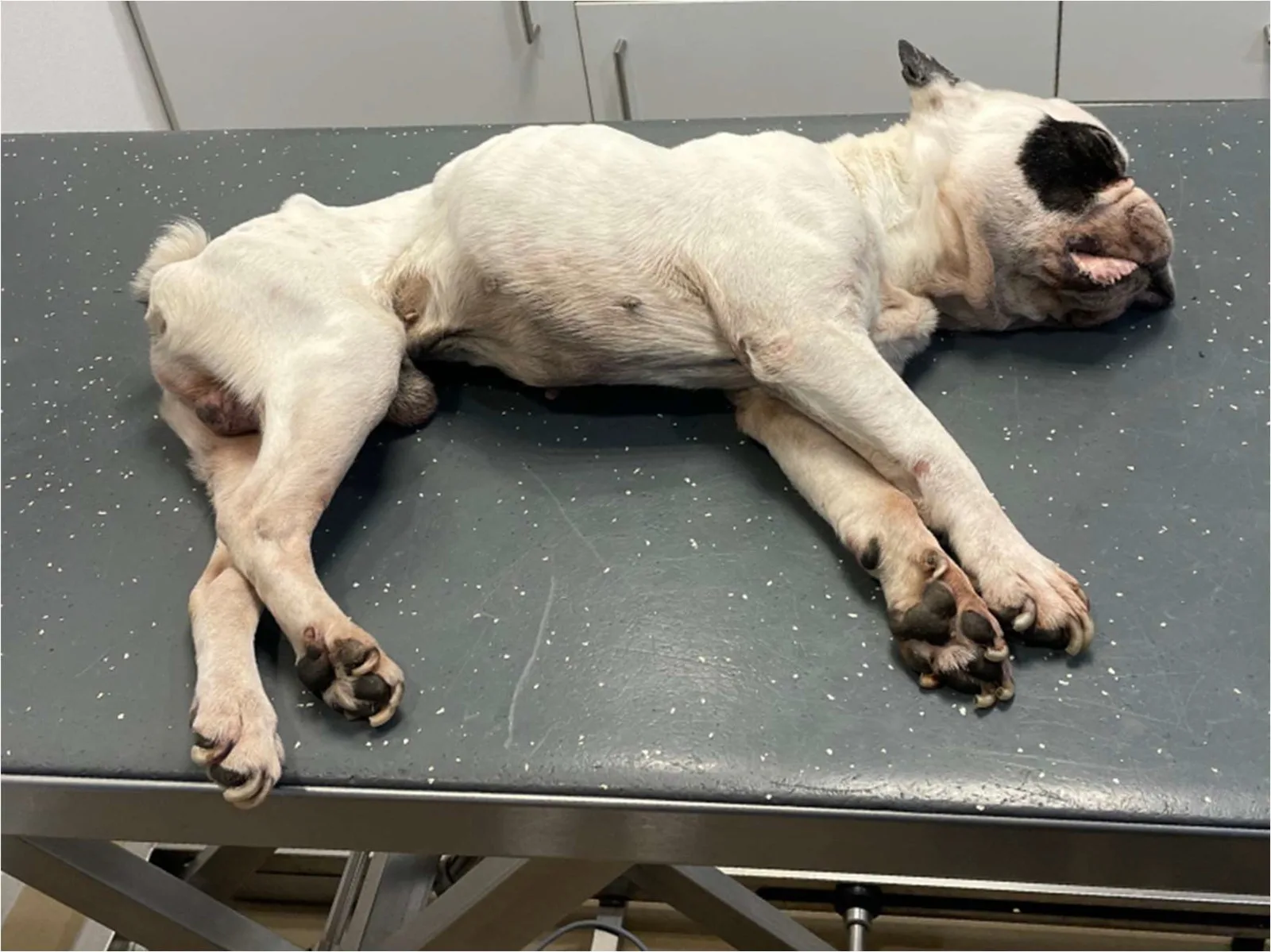 Dode buldog bij dierenarts gebracht: baasje verdacht van verwaarlozing