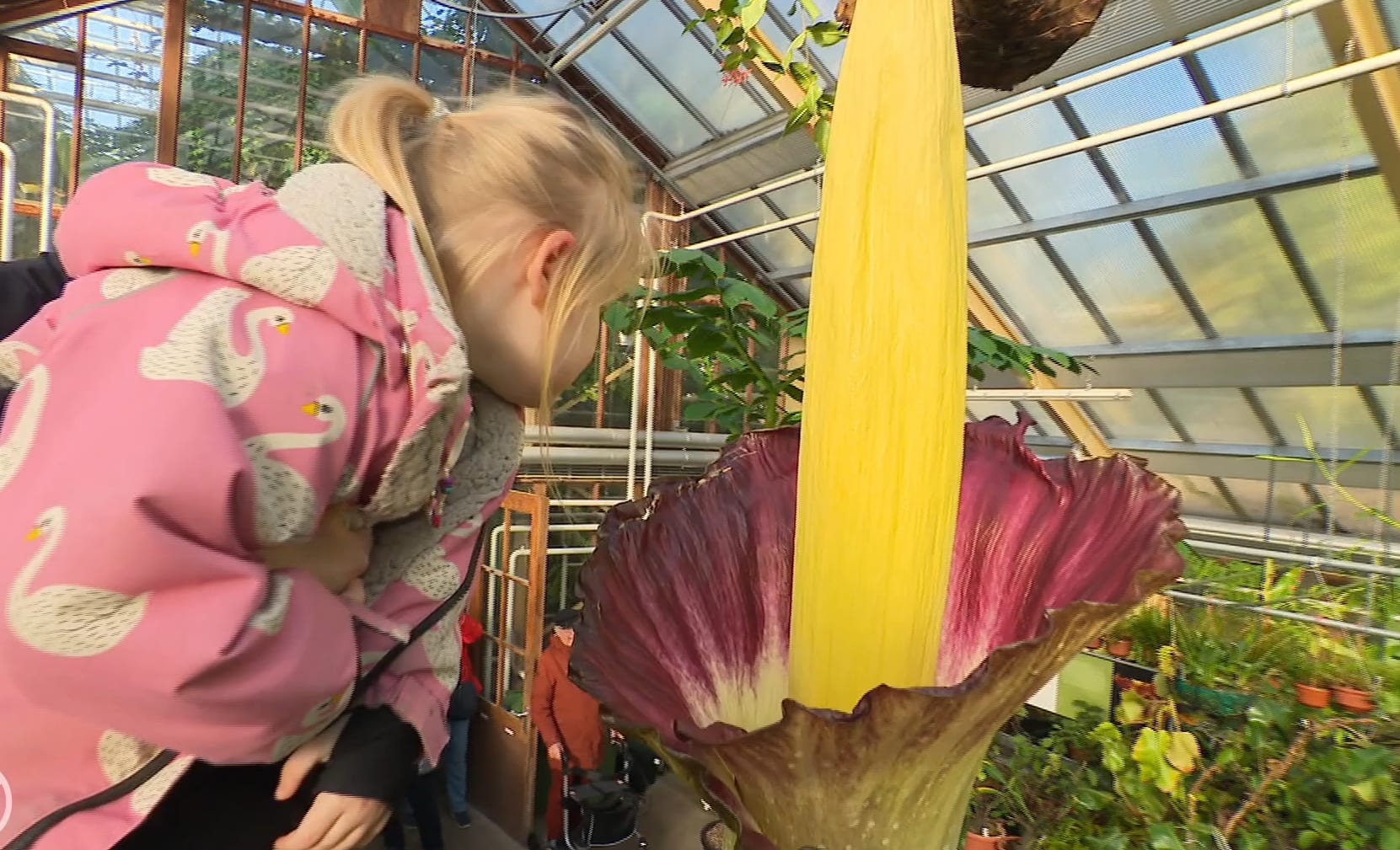 Reuzenpenisplant trekt veel bekijks tijdens bloei, maar er zit wel een luchtje aan...