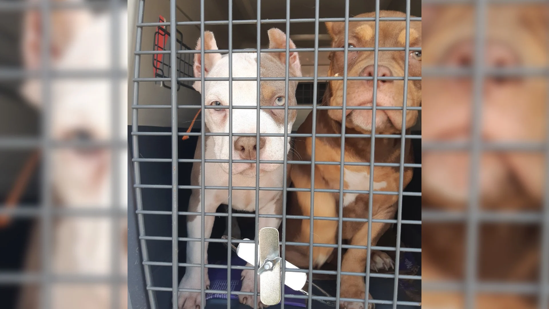 Verschillende puppies in bench aangetroffen in buitenlandse bestelbus