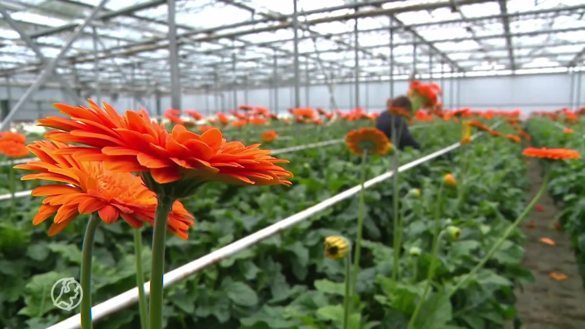 Glastuinders failliet door stijgende gasprijzen: 'Het is echt absurd'