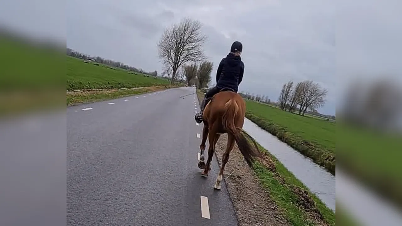 Eigenaar doodgereden paard geschokt over doorrijder: 'Botjes van ons paard lagen op de weg'