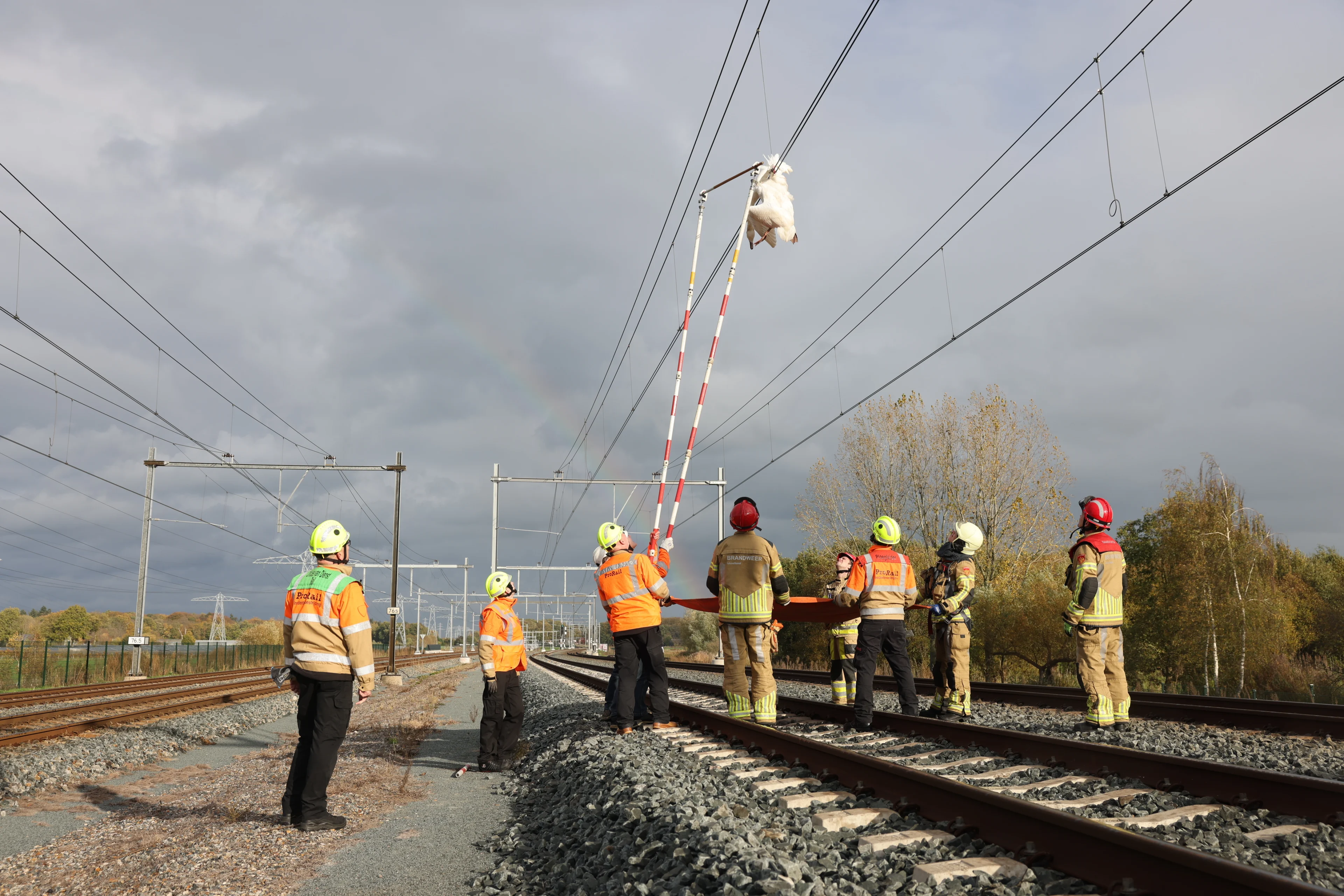 Zwaan vast in bovenleiding van traject Zwolle-Meppel, vleugel lijkt gebroken