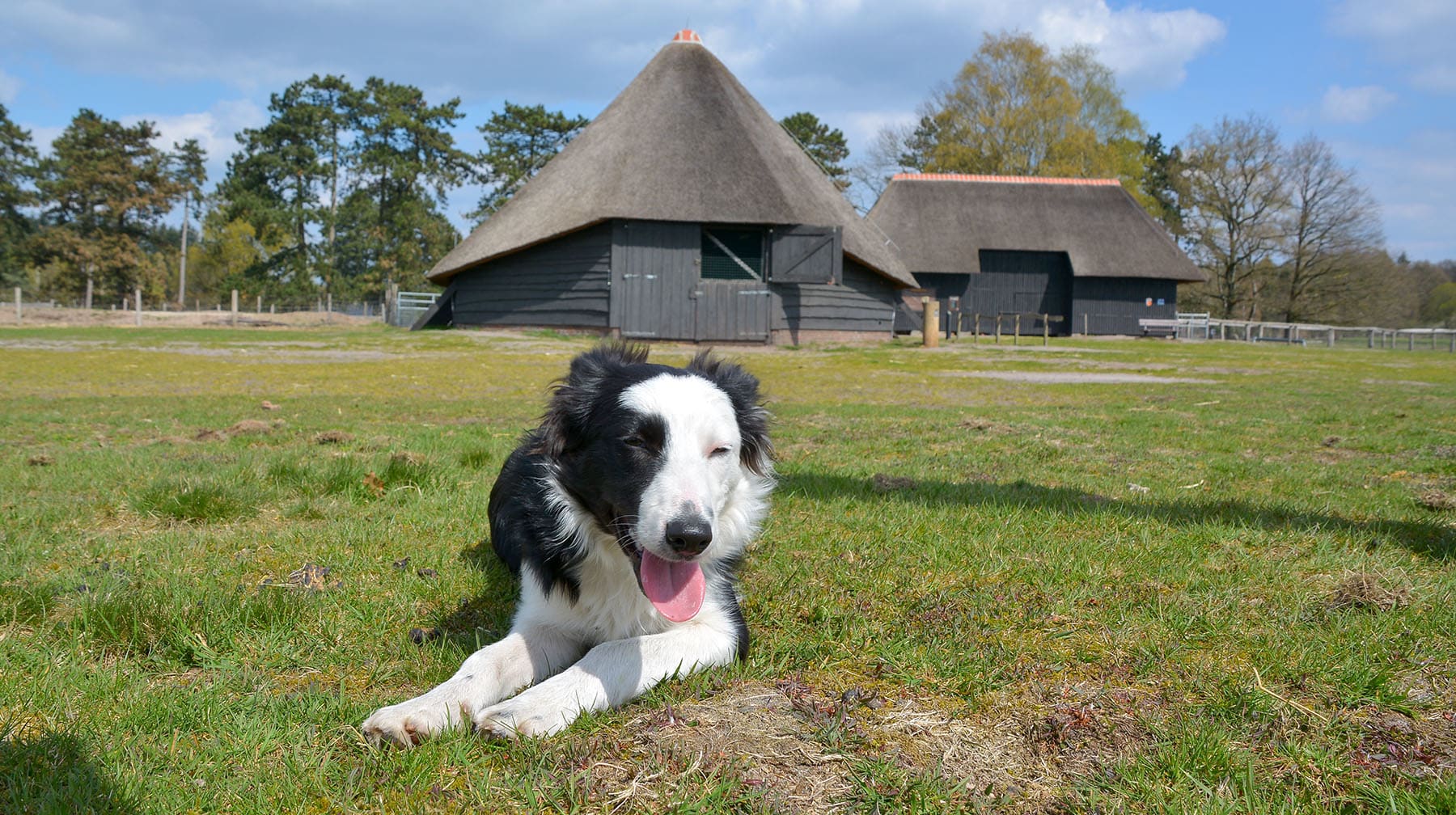 Zoektocht naar Daisy gaat verder: gevonden schedel blijkt van das