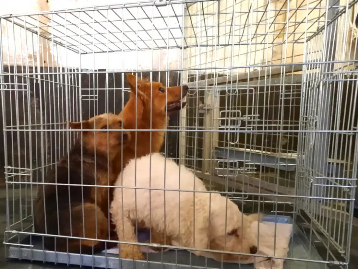 Limburgse broodfokker opnieuw de fout in: 55 honden in beslag genomen