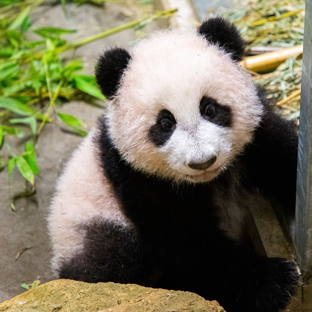 Eerste 'kleurenfoto's' van pandababy Fan Xing