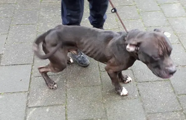 Zwaar verwaarloosde hond gered uit huis in Den Haag