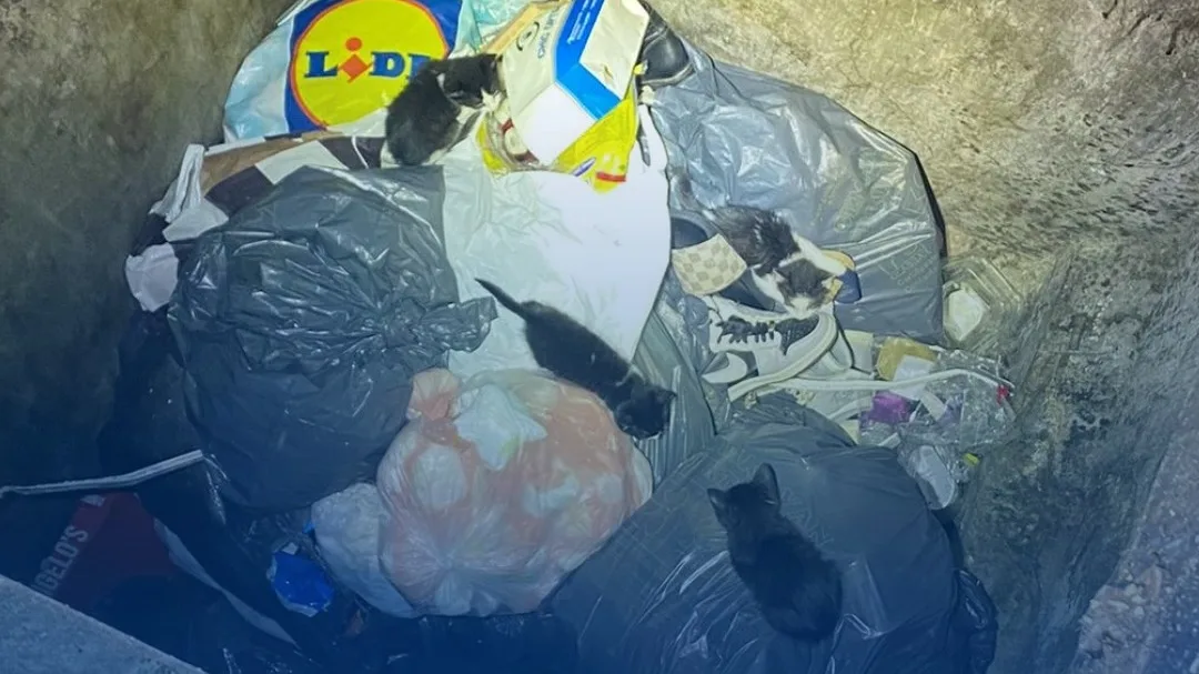 Kittens en moederpoes gedumpt in ondergrondse container Spijkenisse