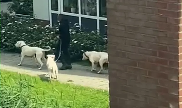 Hannah ziet kat doodgebeten worden, hondeneigenaar loopt lachend door: 'Wat de f*ck gebeurt hier!'