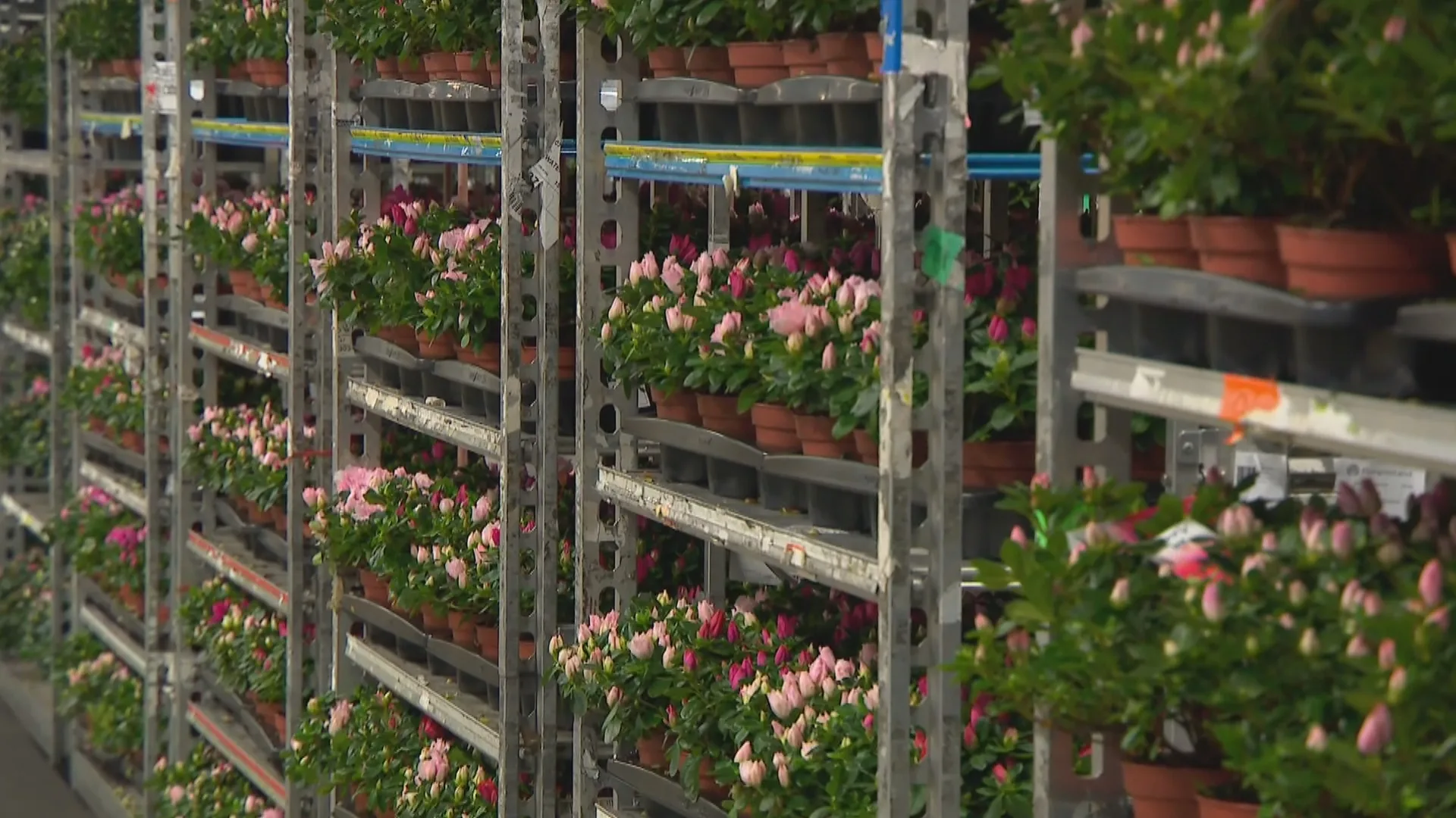 Sierteeltsector luidt noodklok door gevolgen coronavirus