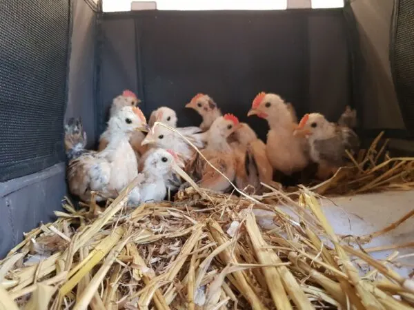 Vriendengroep toch vervolgd voor 'zieke grap' met levende haantjes en kippen