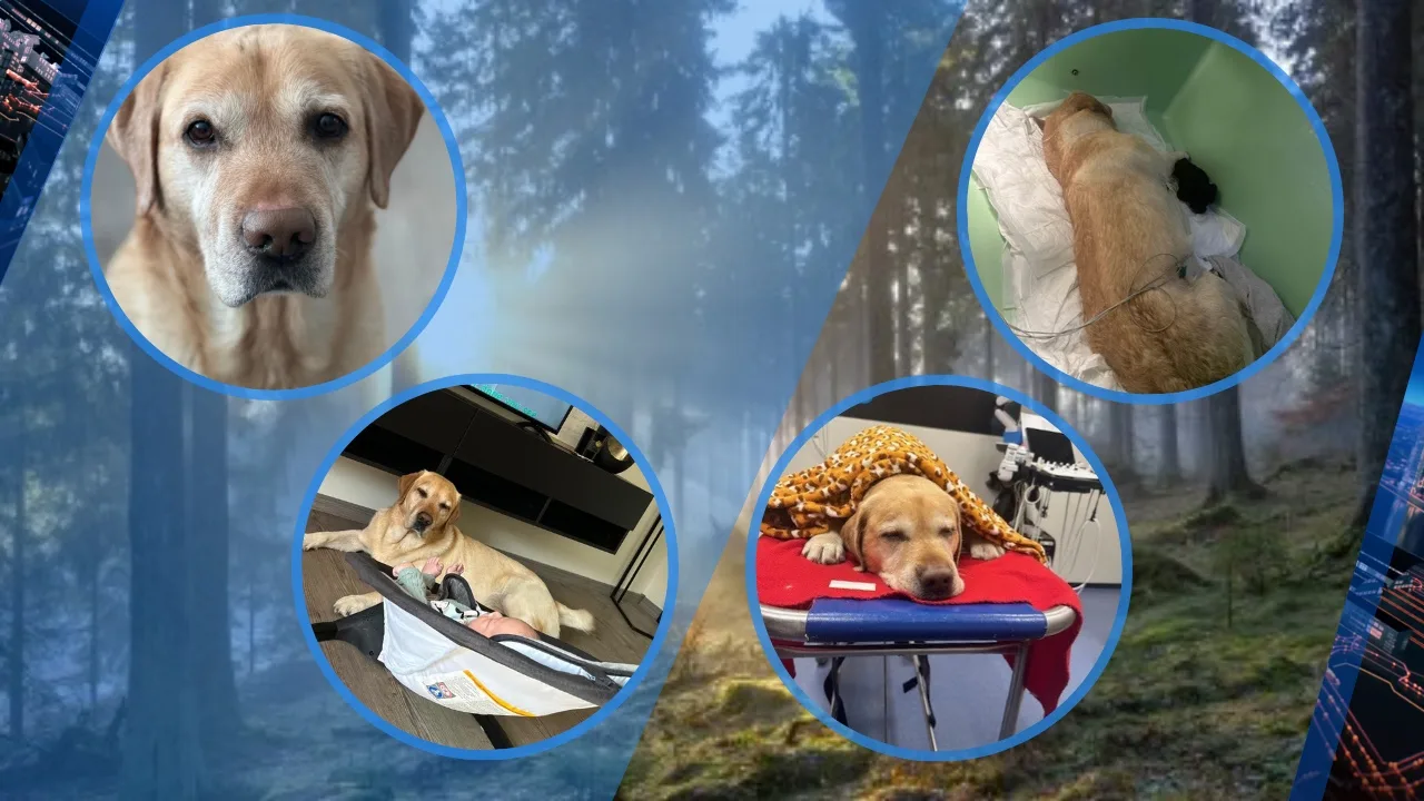 Hondje Pablo overleden door drugsafval: 'Junks moeten beseffen wat ze aanrichten'