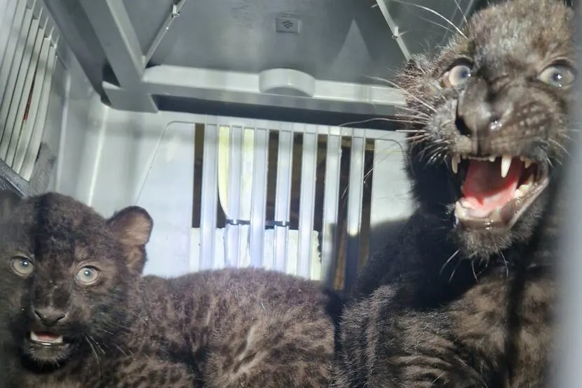 Man houdt zwarte panterwelpjes, flamingo's en gieren in huis, NVWA doet inval