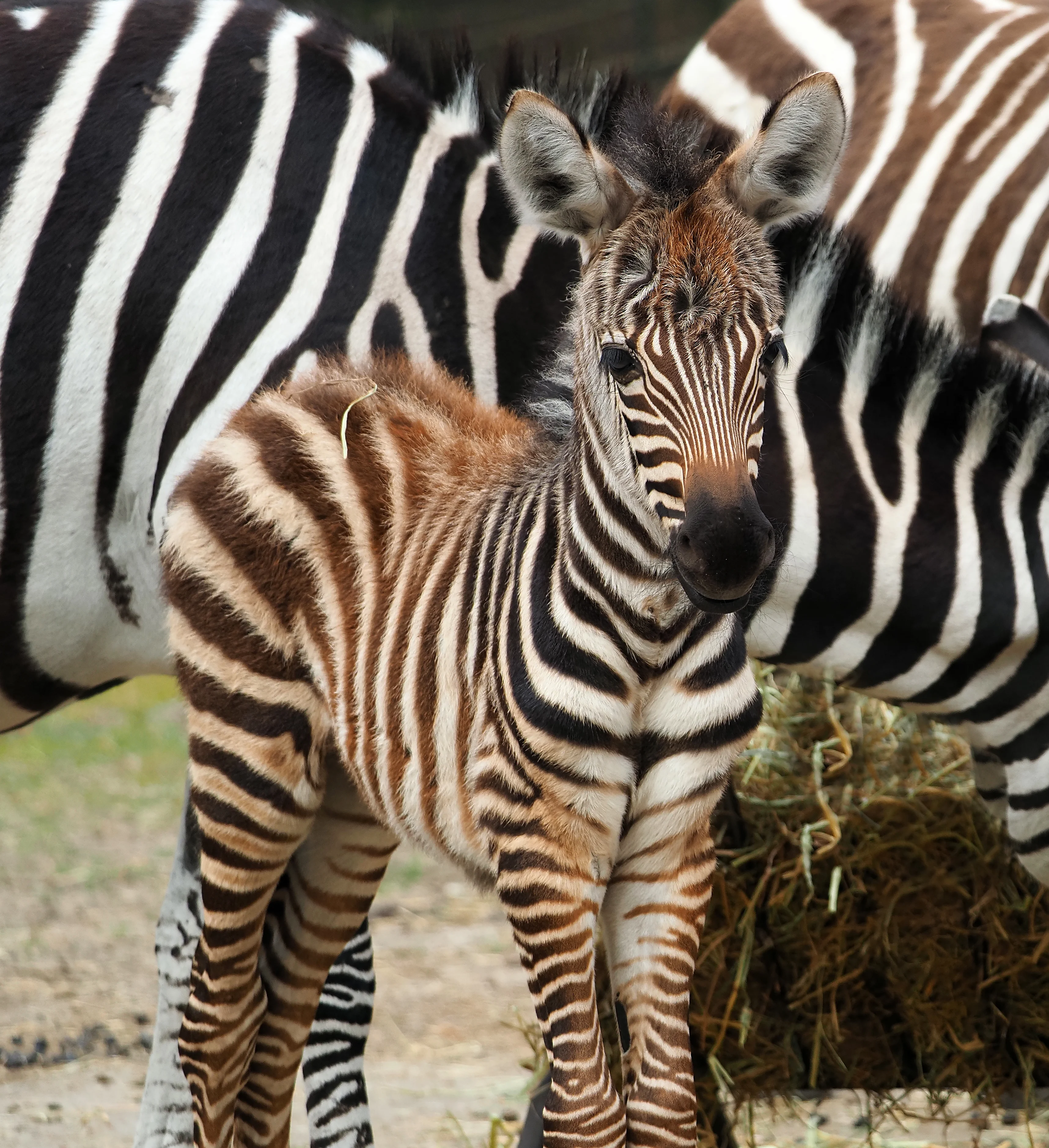 Safaripark Beekse Bergen verblijd met geboorte van zebra Dani