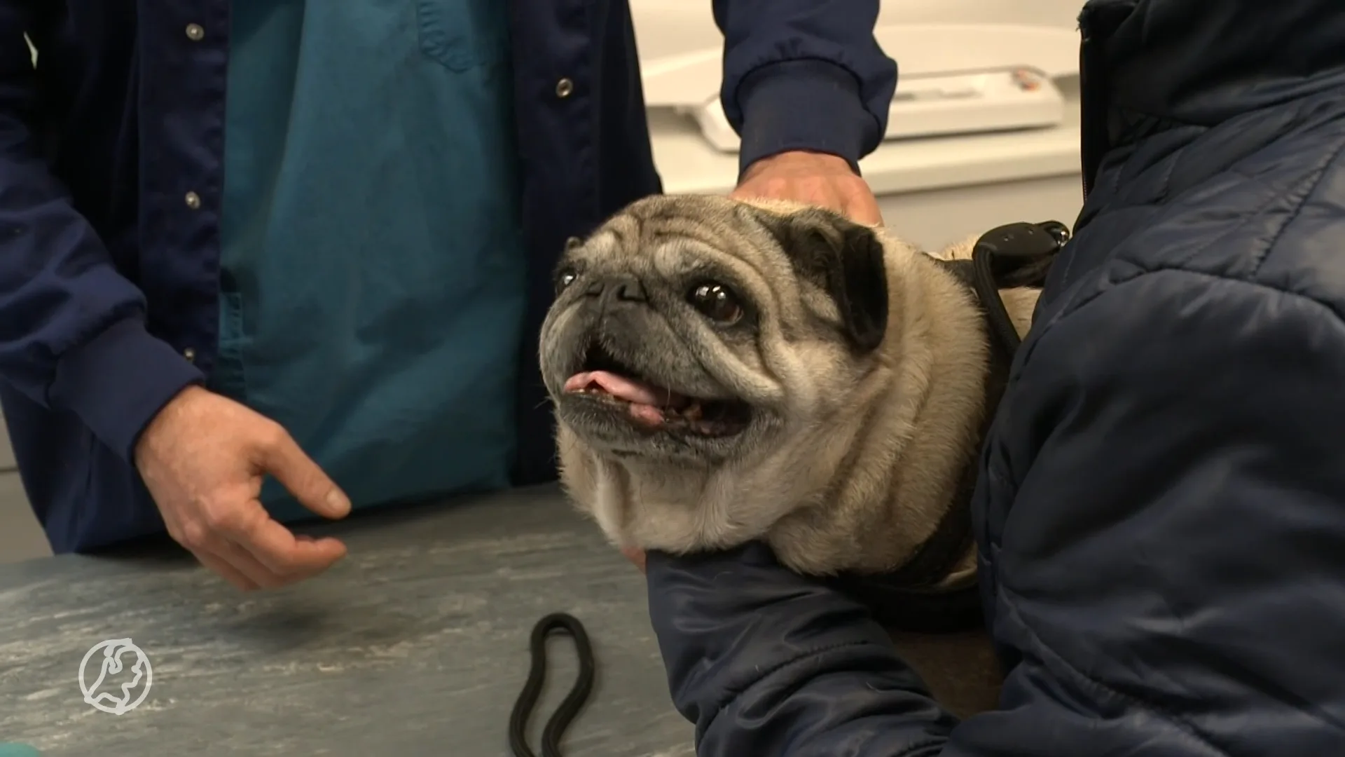 Familie Coerver ziet hoe moeilijk hond Eefje het heeft