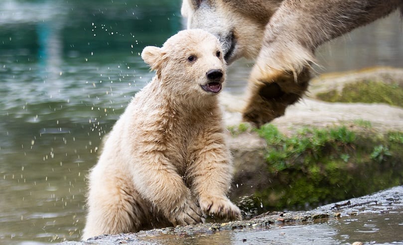 IJsbeertweeling Ouwehands Dierenpark in Rhenen voor het eerst buiten