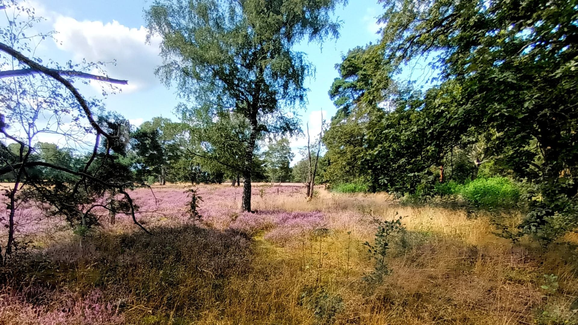 Dit blijft de zomer voorlopig: wolken en zon, af en toe een bui 