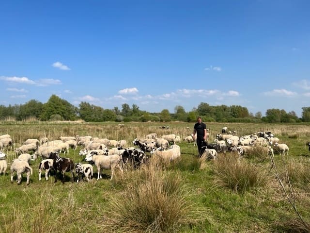Boeren boos om nieuwe subsidieregeling Gelderland om wolf aan te pakken: 'Heb er precies niets aan'