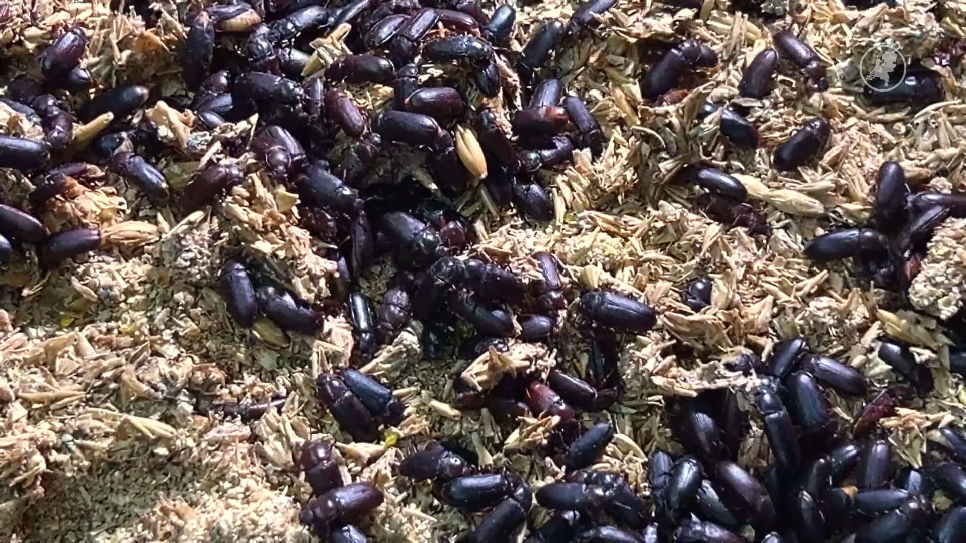 Verdeeldheid over oproep voor regels voor welzijn insecten: 'Zij voelen ook pijn'