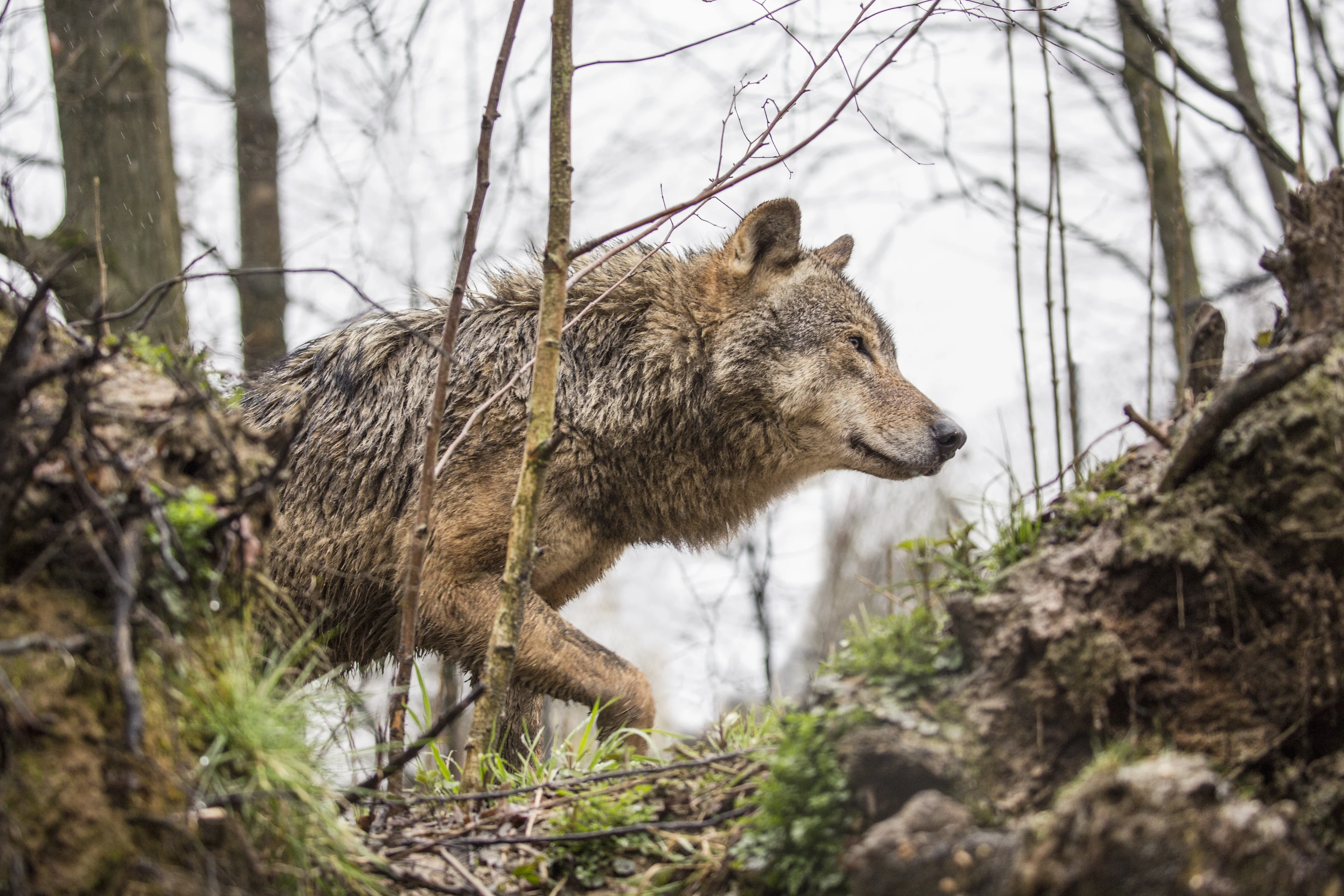 Wolf vestigt zich in Drenthe, waarschijnlijk ook in Brabant