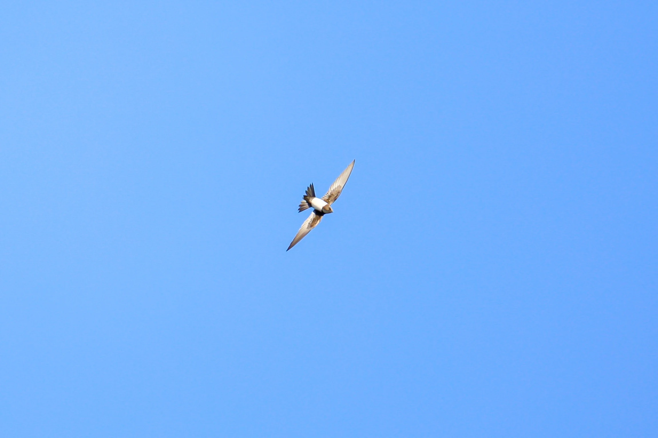 Vogelspotters rukken uit voor zeldzame zwaluw boven Friese Franeker