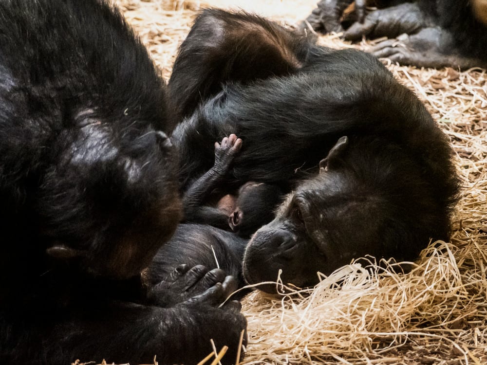 Ernstig bedreigde chimpansee geboren in Safaripark Beekse Bergen