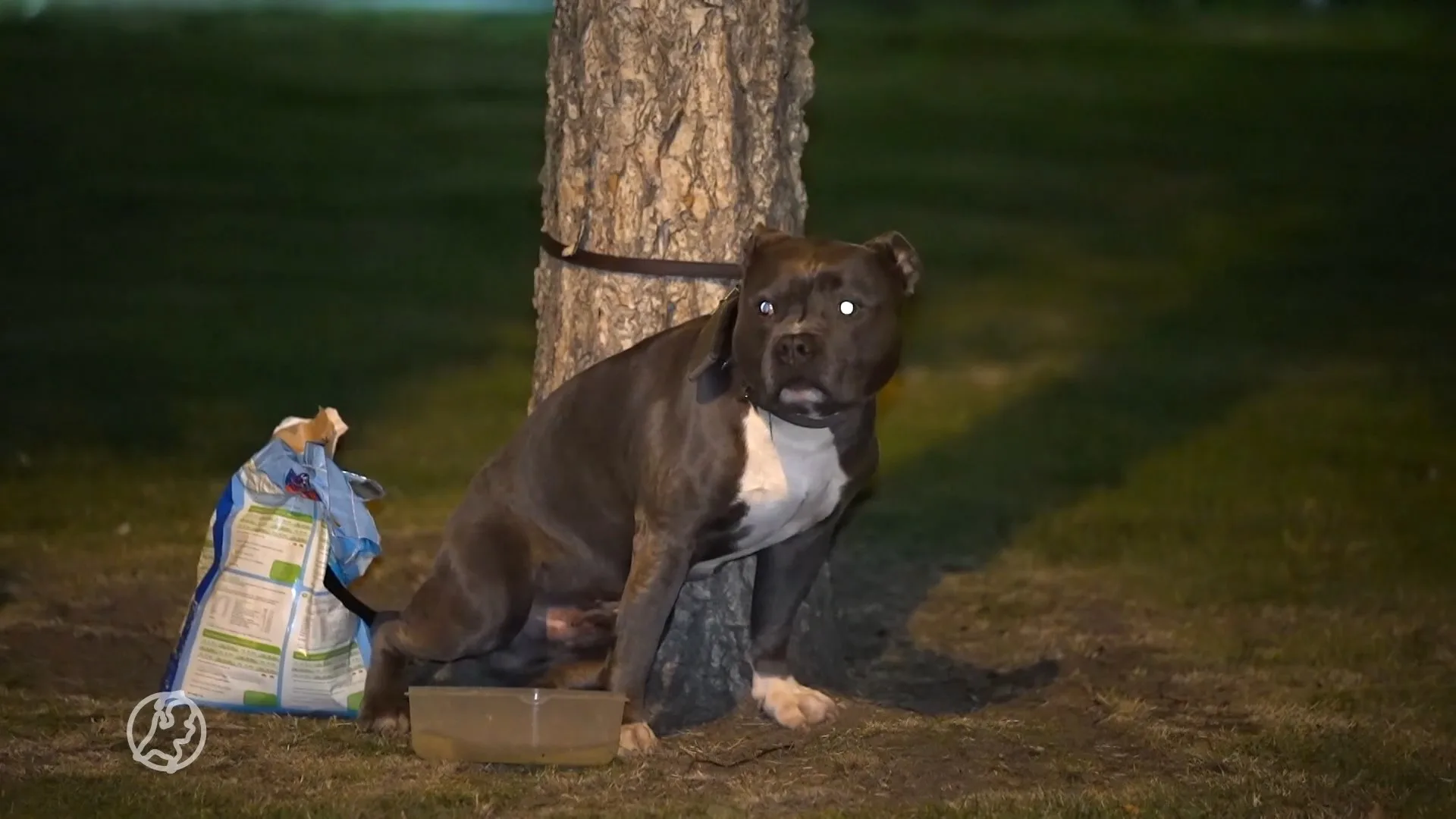 Aan boom vastgebonden hond in Eindhoven herenigd met zijn baasje