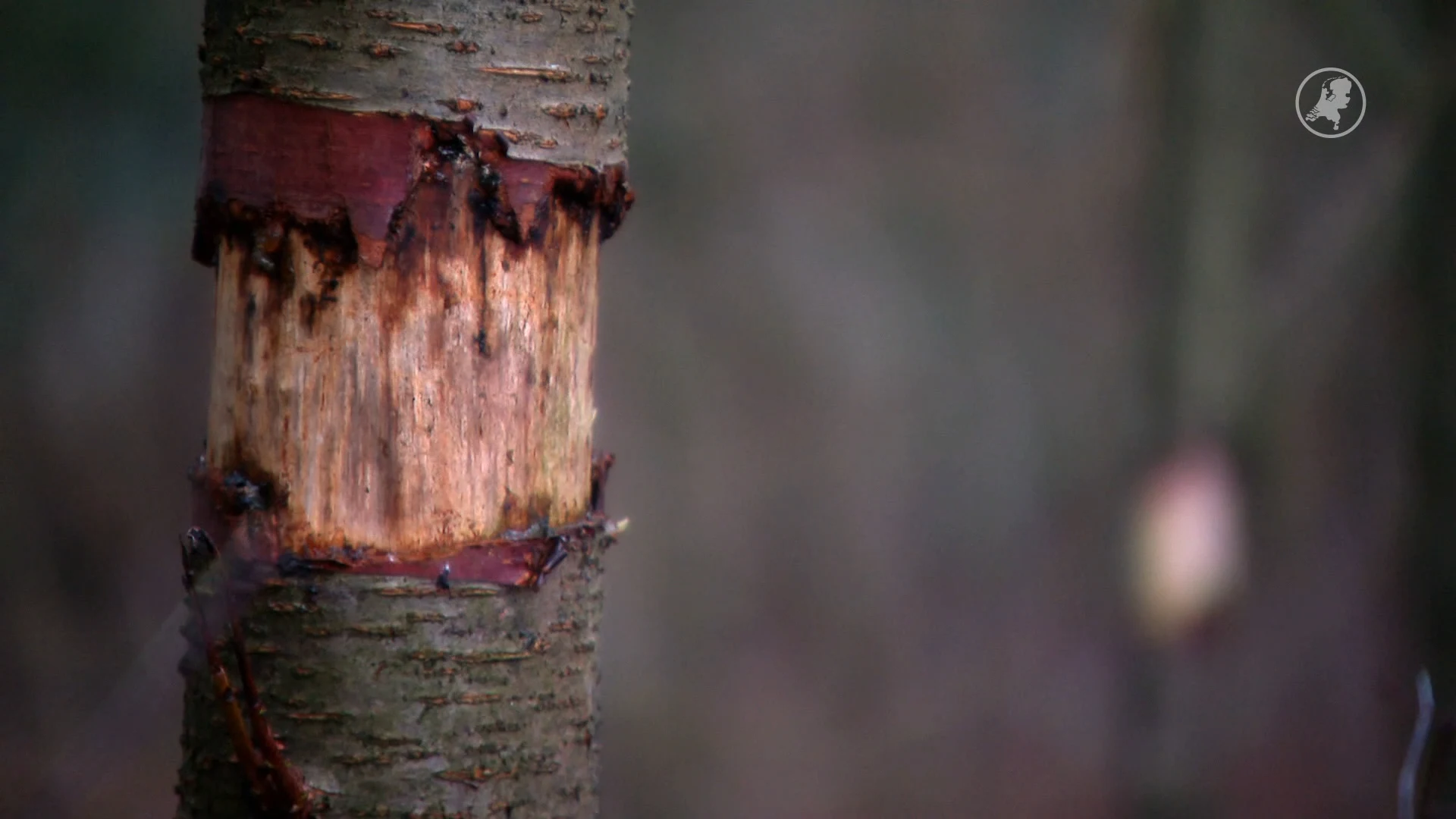 Gooische 'bomenkiller' actief: al tientallen bomen verminkt